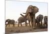 An African Elephant Cow Standing Next to a Water Hole with Her Trunk in the Air in Zimbabwe-Karine Aigner-Mounted Photographic Print