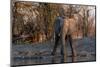 An African elephant drinking at a waterhole. Okavango Delta, Botswana.-Sergio Pitamitz-Mounted Photographic Print