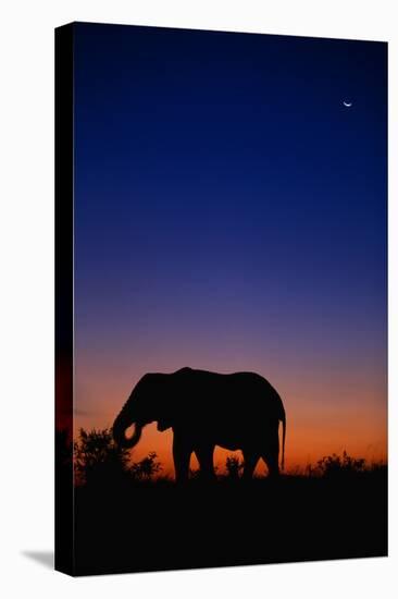 An African Elephant Feeding at Dusk-Paul Souders-Stretched Canvas