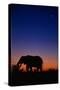 An African Elephant Feeding at Dusk-Paul Souders-Stretched Canvas