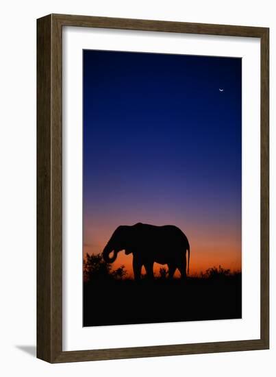 An African Elephant Feeding at Dusk-Paul Souders-Framed Photographic Print