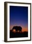 An African Elephant Feeding at Dusk-Paul Souders-Framed Photographic Print