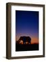 An African Elephant Feeding at Dusk-Paul Souders-Framed Photographic Print