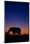 An African Elephant Feeding at Dusk-Paul Souders-Mounted Photographic Print