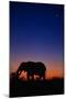 An African Elephant Feeding at Dusk-Paul Souders-Mounted Photographic Print