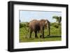 An African elephant glancing at the photographer as it walks by. Chobe National Park, Botswana.-Sergio Pitamitz-Framed Photographic Print