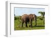 An African elephant glancing at the photographer as it walks by. Chobe National Park, Botswana.-Sergio Pitamitz-Framed Photographic Print