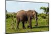 An African elephant glancing at the photographer as it walks by. Chobe National Park, Botswana.-Sergio Pitamitz-Mounted Photographic Print