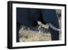 An African elephant (Loxodonta african) walks by a lion pride (Panthera leo), Botswana, Africa-Sergio Pitamitz-Framed Photographic Print