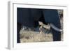 An African elephant (Loxodonta african) walks by a lion pride (Panthera leo), Botswana, Africa-Sergio Pitamitz-Framed Photographic Print