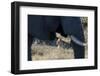 An African elephant (Loxodonta african) walks by a lion pride (Panthera leo), Botswana, Africa-Sergio Pitamitz-Framed Photographic Print