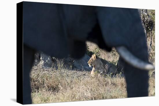 An African elephant (Loxodonta african) walks by a lion pride (Panthera leo), Botswana, Africa-Sergio Pitamitz-Stretched Canvas