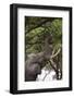 An African elephant (Loxodonta africana) browsing on tree leaves, Khwai Concession, Okavango Delta,-Sergio Pitamitz-Framed Photographic Print