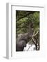 An African elephant (Loxodonta africana) browsing on tree leaves, Khwai Concession, Okavango Delta,-Sergio Pitamitz-Framed Photographic Print