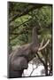 An African elephant (Loxodonta africana) browsing on tree leaves, Khwai Concession, Okavango Delta,-Sergio Pitamitz-Mounted Photographic Print