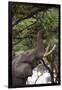 An African elephant (Loxodonta africana) browsing on tree leaves, Khwai Concession, Okavango Delta,-Sergio Pitamitz-Framed Photographic Print