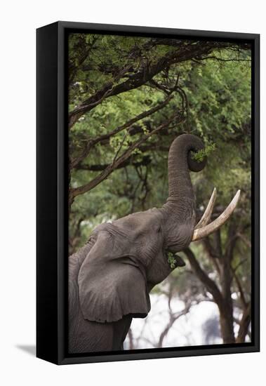 An African elephant (Loxodonta africana) browsing on tree leaves, Khwai Concession, Okavango Delta,-Sergio Pitamitz-Framed Stretched Canvas