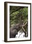 An African elephant (Loxodonta africana) browsing on tree leaves, Khwai Concession, Okavango Delta,-Sergio Pitamitz-Framed Photographic Print