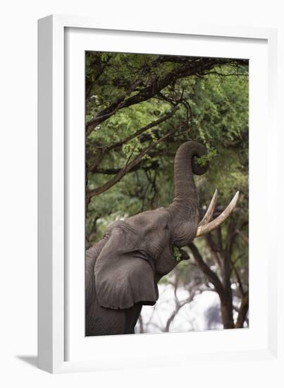 An African elephant (Loxodonta africana) browsing on tree leaves, Khwai Concession, Okavango Delta,-Sergio Pitamitz-Framed Photographic Print
