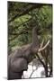 An African elephant (Loxodonta africana) browsing on tree leaves, Khwai Concession, Okavango Delta,-Sergio Pitamitz-Mounted Photographic Print