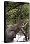 An African elephant (Loxodonta africana) browsing on tree leaves, Khwai Concession, Okavango Delta,-Sergio Pitamitz-Framed Stretched Canvas