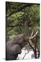 An African elephant (Loxodonta africana) browsing on tree leaves, Khwai Concession, Okavango Delta,-Sergio Pitamitz-Stretched Canvas