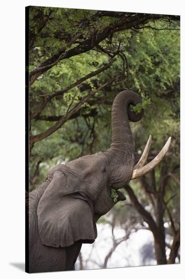 An African elephant (Loxodonta africana) browsing on tree leaves, Khwai Concession, Okavango Delta,-Sergio Pitamitz-Stretched Canvas