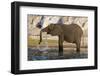 An African elephant (Loxodonta africana) drinking, Chobe river, Chobe National Park, Botswana, Afri-Sergio Pitamitz-Framed Photographic Print