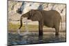 An African elephant (Loxodonta africana) drinking, Chobe river, Chobe National Park, Botswana, Afri-Sergio Pitamitz-Mounted Photographic Print