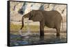 An African elephant (Loxodonta africana) drinking, Chobe river, Chobe National Park, Botswana, Afri-Sergio Pitamitz-Framed Stretched Canvas