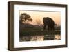 An African elephant (Loxodonta africana) walking in the Khwai River at sunset, Botswana, Africa-Sergio Pitamitz-Framed Photographic Print