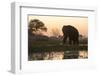 An African elephant (Loxodonta africana) walking in the Khwai River at sunset, Botswana, Africa-Sergio Pitamitz-Framed Photographic Print