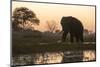 An African elephant (Loxodonta africana) walking in the Khwai River at sunset, Botswana, Africa-Sergio Pitamitz-Mounted Photographic Print