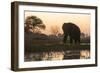 An African elephant (Loxodonta africana) walking in the Khwai River at sunset, Botswana, Africa-Sergio Pitamitz-Framed Photographic Print