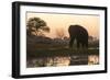 An African elephant (Loxodonta africana) walking in the Khwai River at sunset, Botswana, Africa-Sergio Pitamitz-Framed Photographic Print