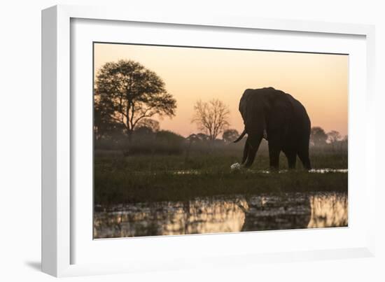 An African elephant (Loxodonta africana) walking in the Khwai River at sunset, Botswana, Africa-Sergio Pitamitz-Framed Photographic Print