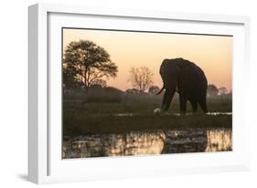 An African elephant (Loxodonta africana) walking in the Khwai River at sunset, Botswana, Africa-Sergio Pitamitz-Framed Photographic Print