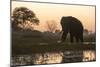 An African elephant (Loxodonta africana) walking in the Khwai River at sunset, Botswana, Africa-Sergio Pitamitz-Mounted Photographic Print