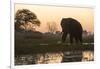 An African elephant (Loxodonta africana) walking in the Khwai River at sunset, Botswana, Africa-Sergio Pitamitz-Framed Photographic Print