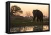 An African elephant (Loxodonta africana) walking in the Khwai River at sunset, Botswana, Africa-Sergio Pitamitz-Framed Stretched Canvas