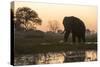 An African elephant (Loxodonta africana) walking in the Khwai River at sunset, Botswana, Africa-Sergio Pitamitz-Stretched Canvas