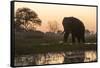 An African elephant (Loxodonta africana) walking in the Khwai River at sunset, Botswana, Africa-Sergio Pitamitz-Framed Stretched Canvas