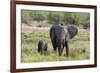 An African elephant (Loxodonta africana) with its calf, Khwai Concession, Okavango Delta, Botswana,-Sergio Pitamitz-Framed Photographic Print