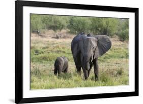 An African elephant (Loxodonta africana) with its calf, Khwai Concession, Okavango Delta, Botswana,-Sergio Pitamitz-Framed Photographic Print