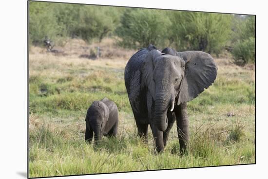 An African elephant (Loxodonta africana) with its calf, Khwai Concession, Okavango Delta, Botswana,-Sergio Pitamitz-Mounted Photographic Print