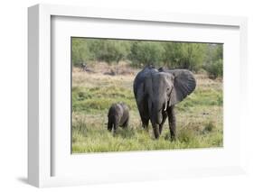 An African elephant (Loxodonta africana) with its calf, Khwai Concession, Okavango Delta, Botswana,-Sergio Pitamitz-Framed Photographic Print