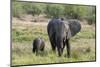 An African elephant (Loxodonta africana) with its calf, Khwai Concession, Okavango Delta, Botswana,-Sergio Pitamitz-Mounted Photographic Print