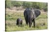 An African elephant (Loxodonta africana) with its calf, Khwai Concession, Okavango Delta, Botswana,-Sergio Pitamitz-Stretched Canvas