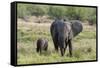 An African elephant (Loxodonta africana) with its calf, Khwai Concession, Okavango Delta, Botswana,-Sergio Pitamitz-Framed Stretched Canvas