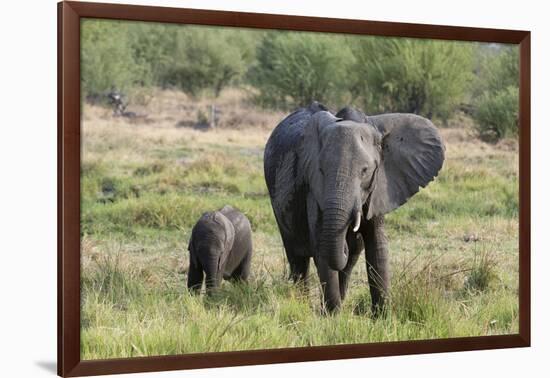 An African elephant (Loxodonta africana) with its calf, Khwai Concession, Okavango Delta, Botswana,-Sergio Pitamitz-Framed Photographic Print